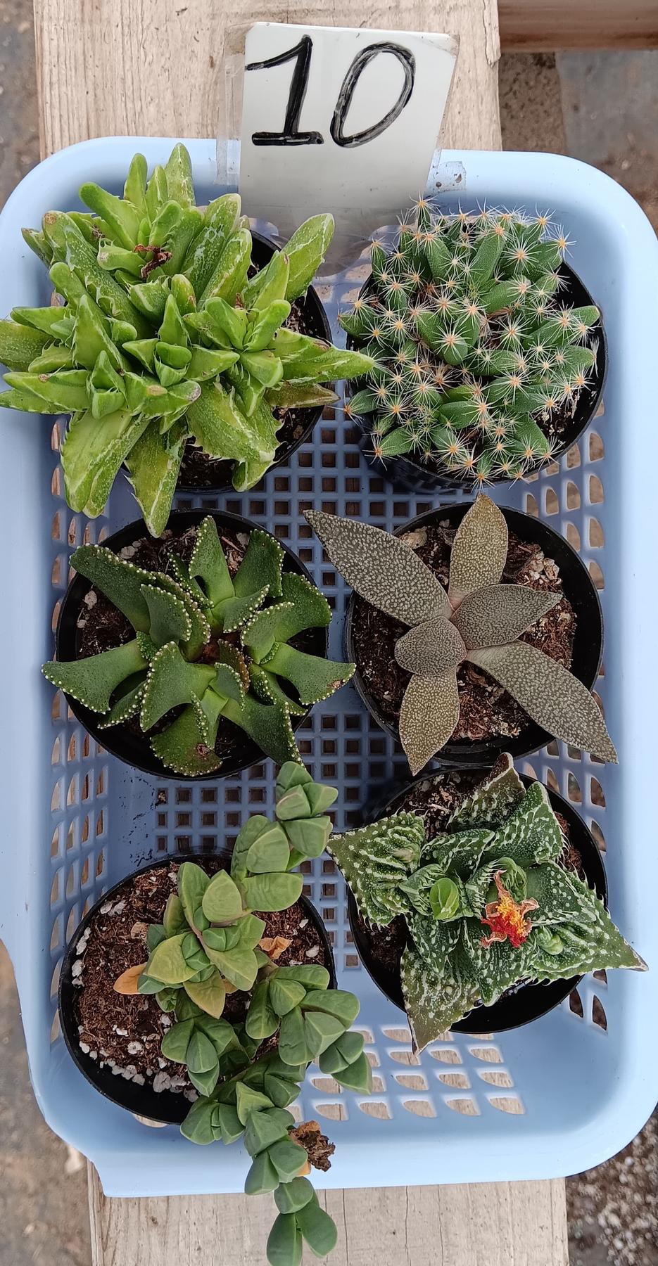 Lithops Mesembs & Mimicry Succulents-Succulent - Small-The Succulent Source