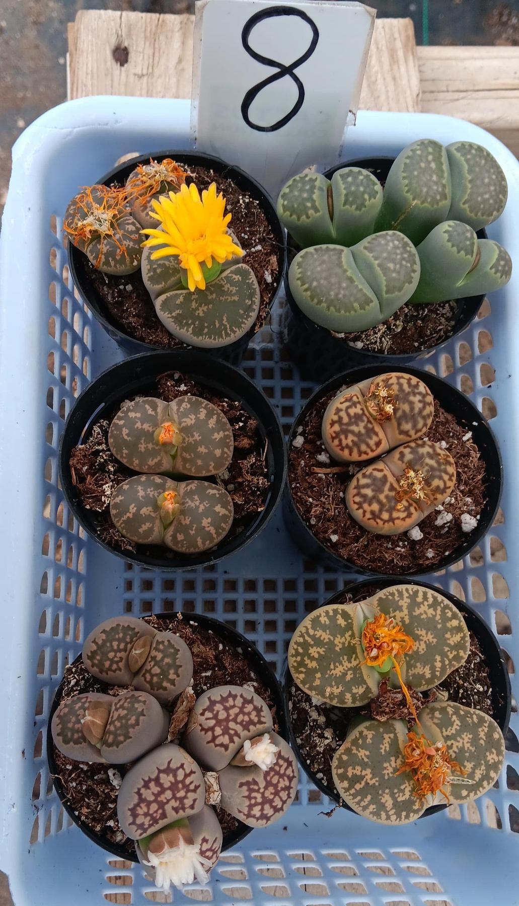 Lithops Mesembs & Mimicry Succulents-Succulent - Small-The Succulent Source