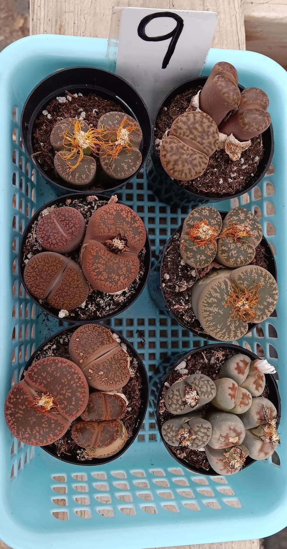 Lithops Mesembs & Mimicry Succulents-Succulent - Small-The Succulent Source