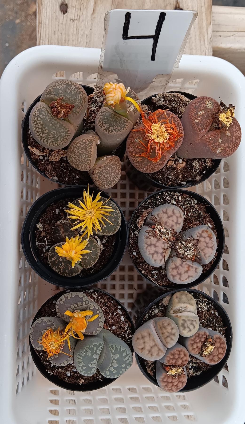 Lithops Mesembs & Mimicry Succulents-Succulent - Small-The Succulent Source