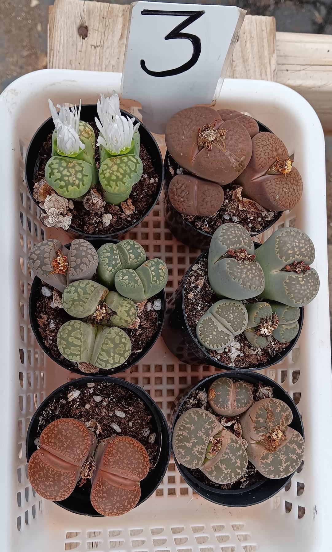 Lithops Mesembs & Mimicry Succulents-Succulent - Small-The Succulent Source