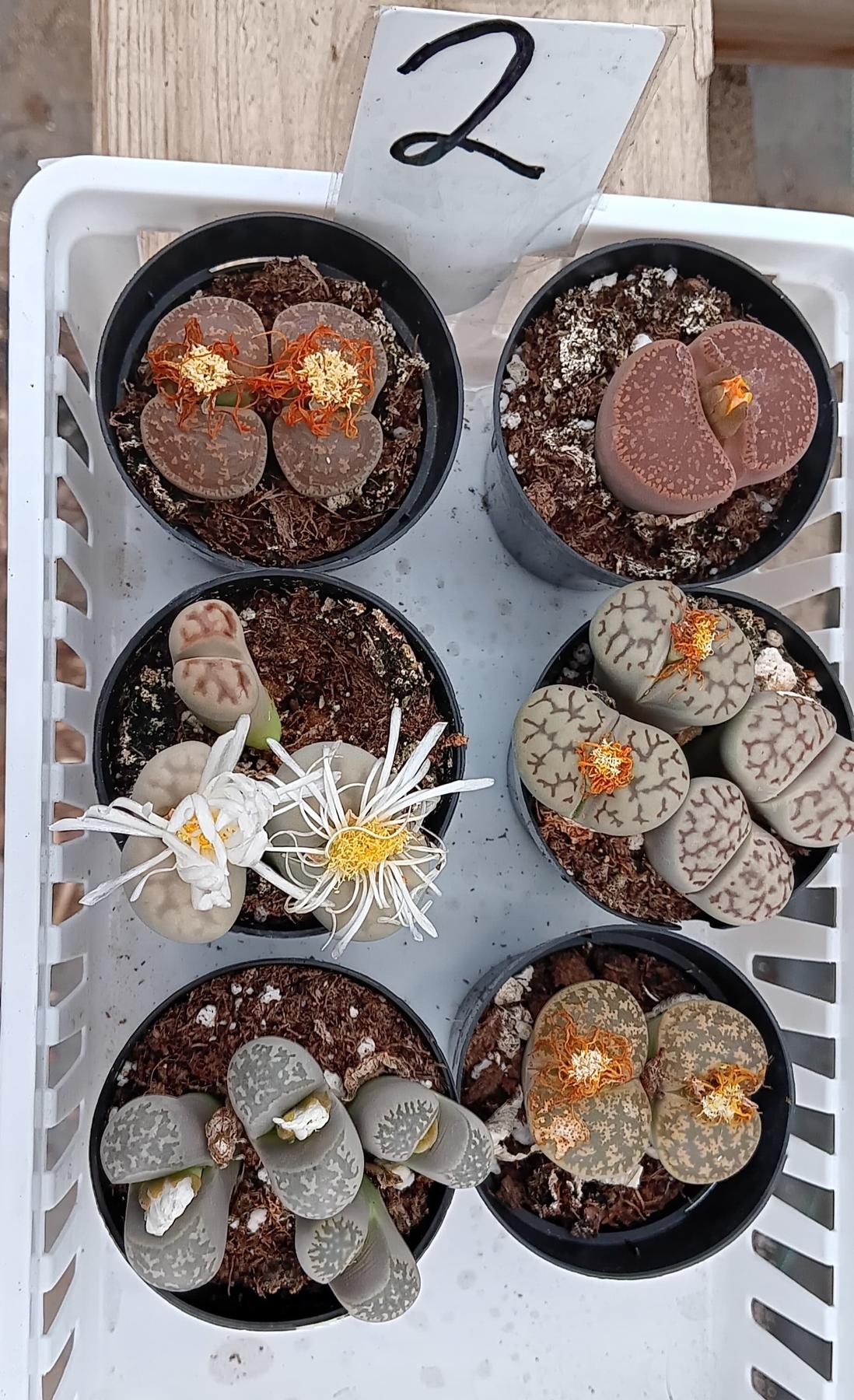 Lithops Mesembs & Mimicry Succulents-Succulent - Small-The Succulent Source