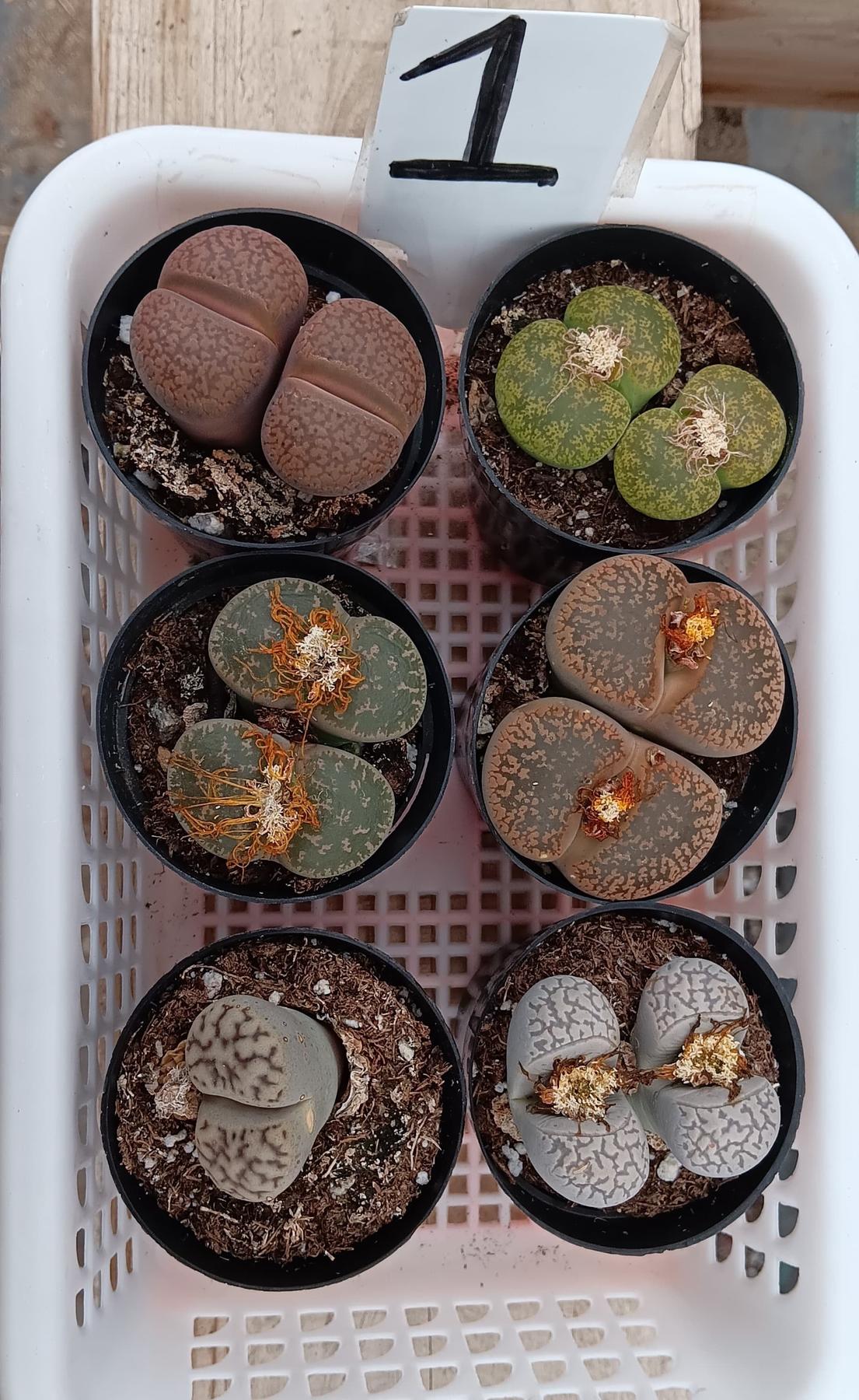 Lithops Mesembs & Mimicry Succulents-Succulent - Small-The Succulent Source