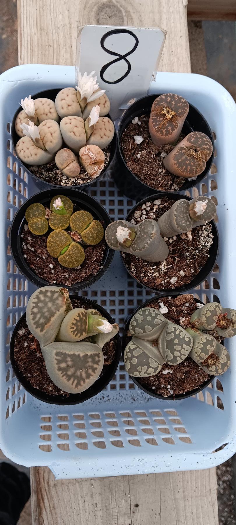 Lithops Mesembs & Mimicry Succulents-Succulent - Small-The Succulent Source