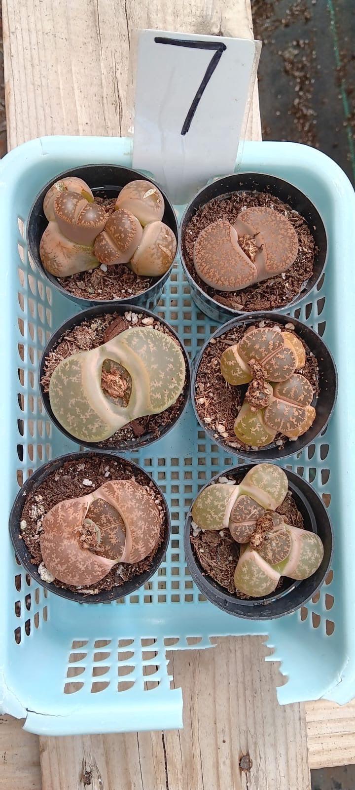 Lithops Mesembs & Mimicry Succulents-Succulent - Small-The Succulent Source