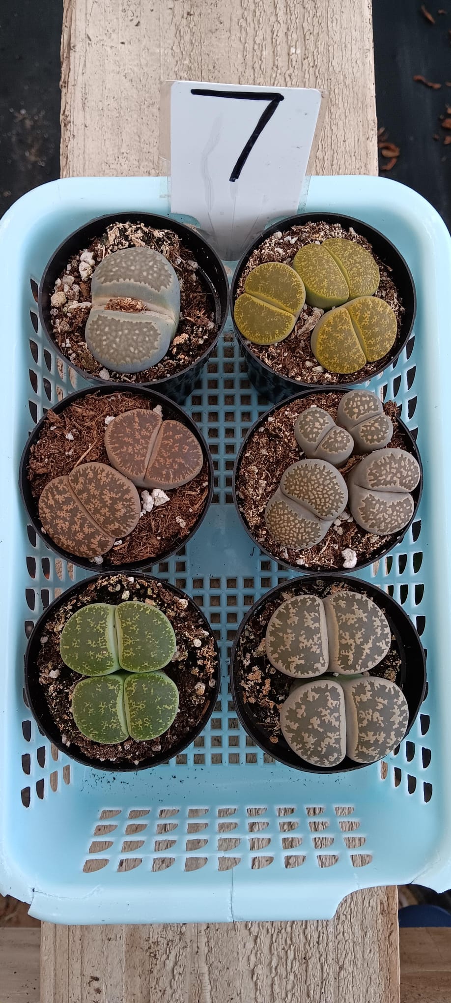 Lithops Mesembs & Mimicry Succulents-Succulent - Small-The Succulent Source