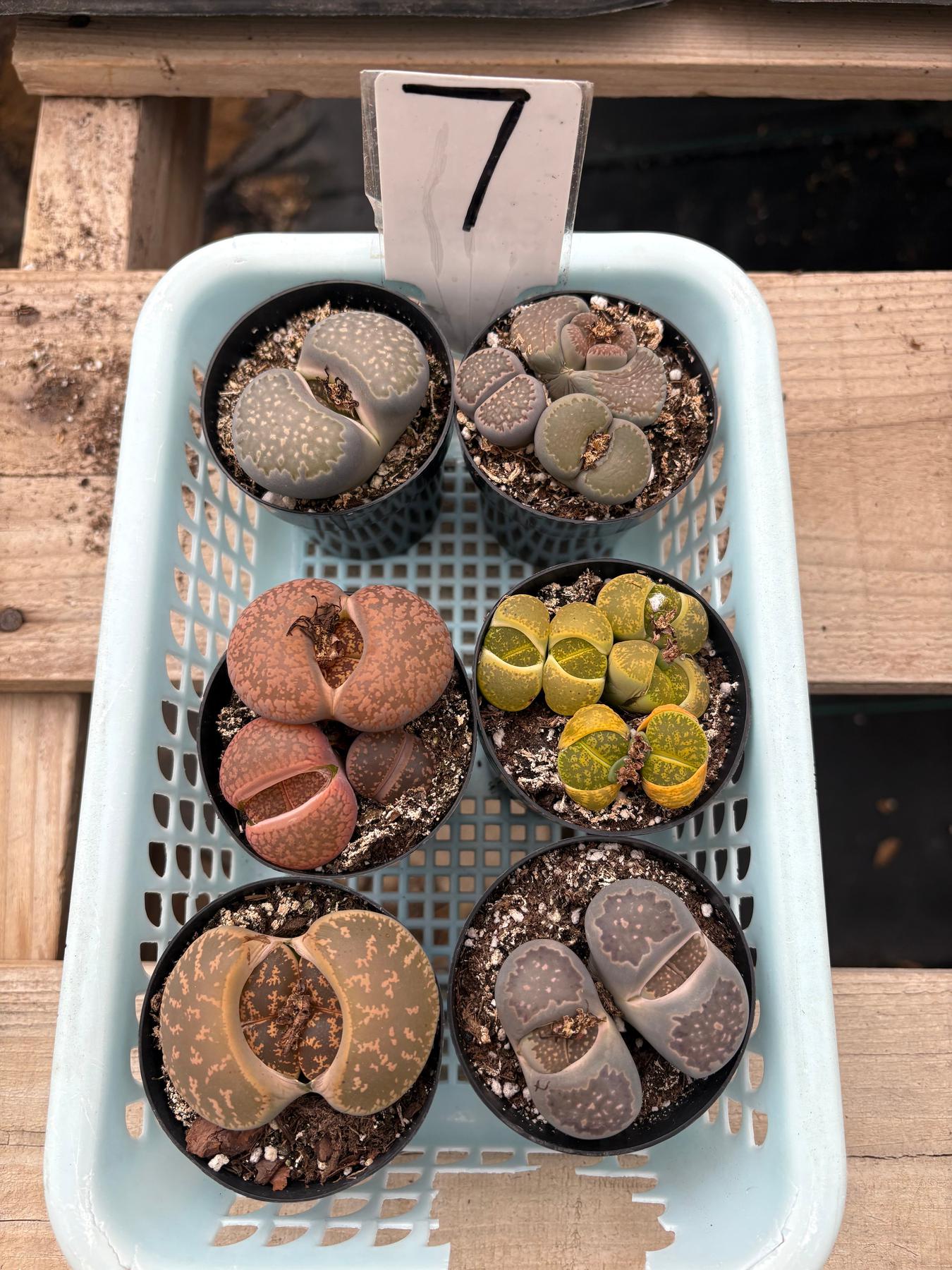 Lithops Mesembs & Mimicry Succulents-Succulent - Small-The Succulent Source