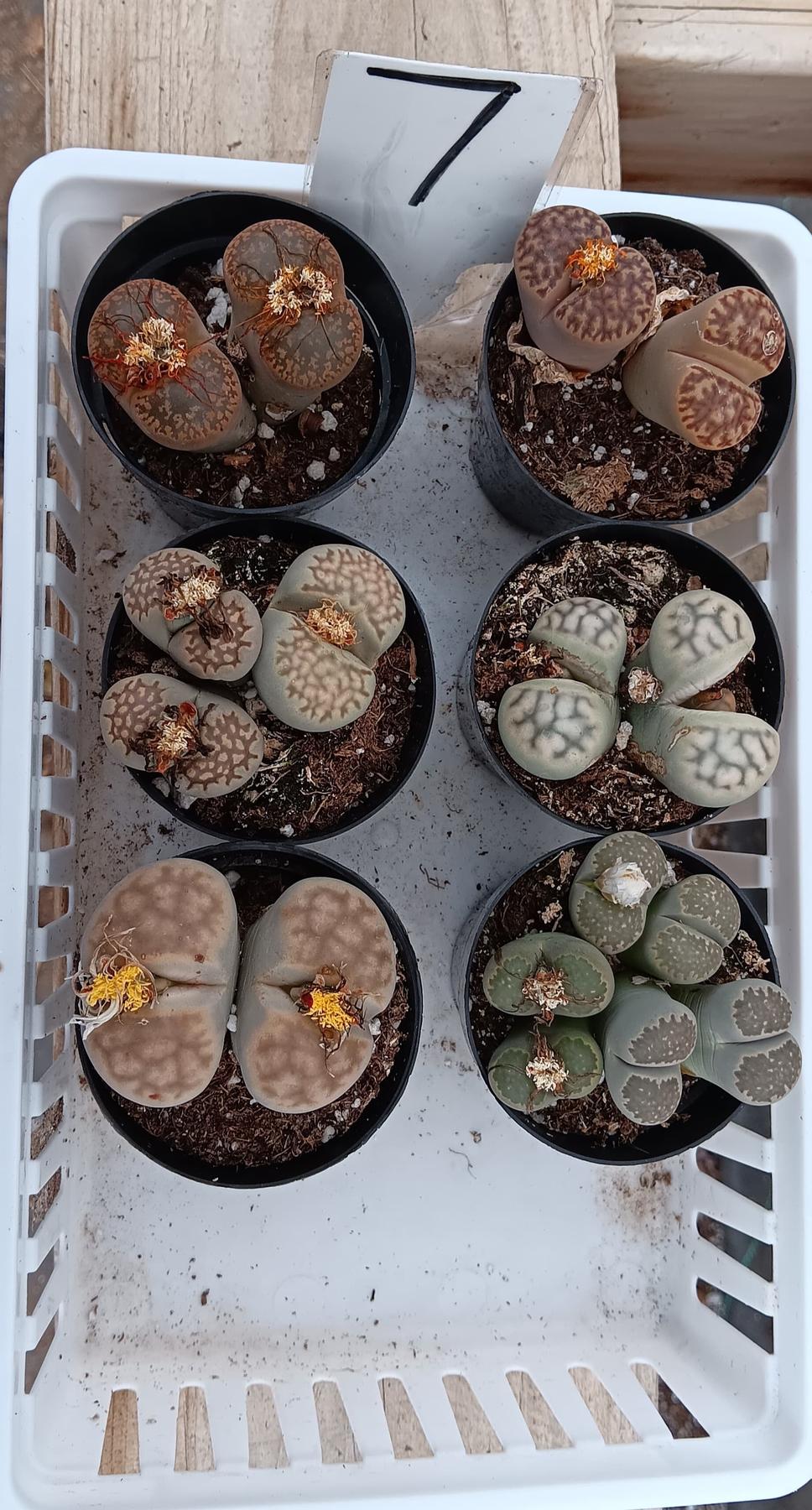 Lithops Mesembs & Mimicry Succulents-Succulent - Small-The Succulent Source