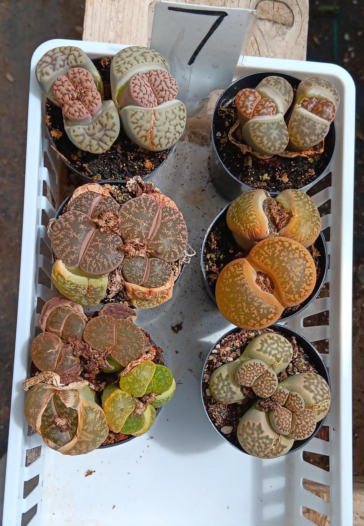 Lithops Mesembs & Mimicry Succulents-Succulent - Small-The Succulent Source