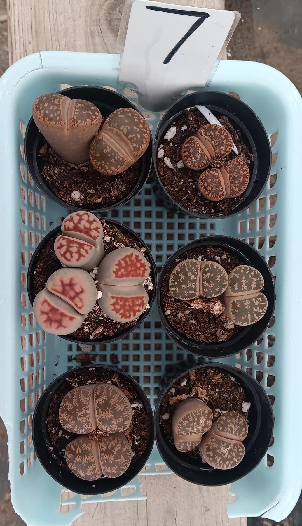 Lithops Mesembs & Mimicry Succulents-Succulent - Small-The Succulent Source