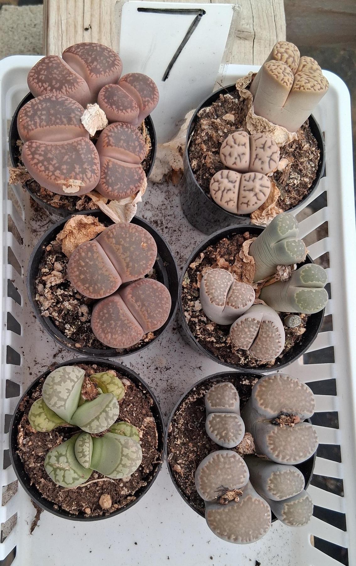 Lithops Mesembs & Mimicry Succulents-Succulent - Small-The Succulent Source