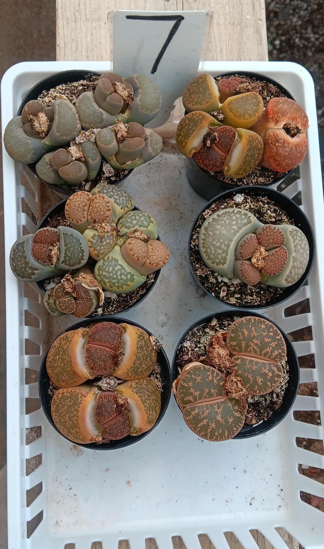 Lithops Mesembs & Mimicry Succulents-Succulent - Small-The Succulent Source