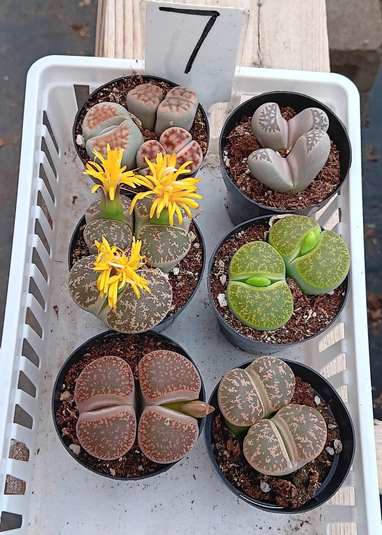 Lithops Mesembs & Mimicry Succulents-Succulent - Small-The Succulent Source