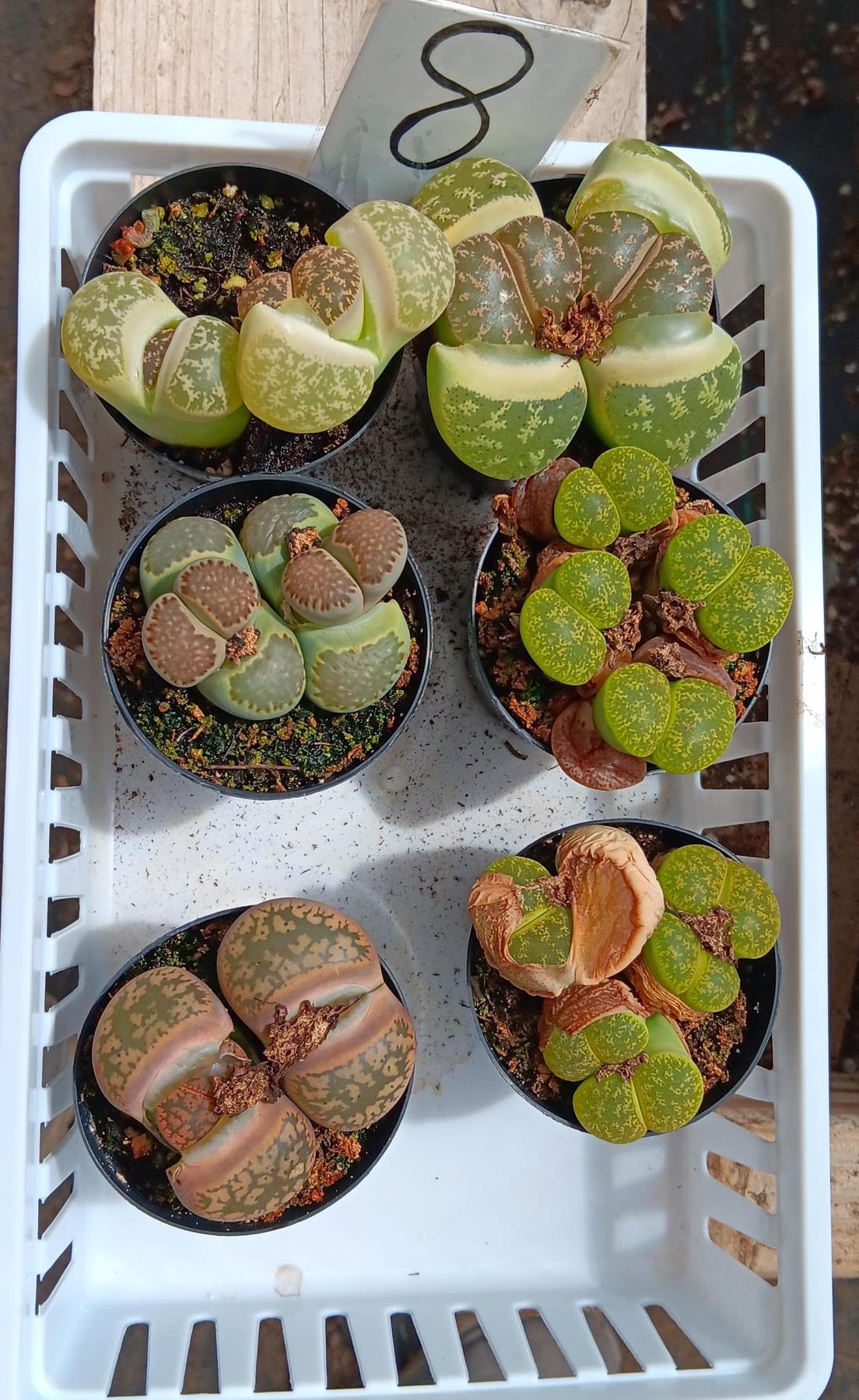 succulent food Lithops Mesembs & Mimicry Succulents EXACT #8 6 pack of 2.5"