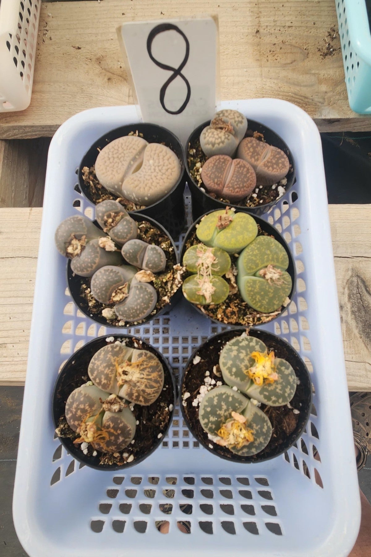 Lithops Mesembs & Mimicry Succulents-Succulent - Small-The Succulent Source