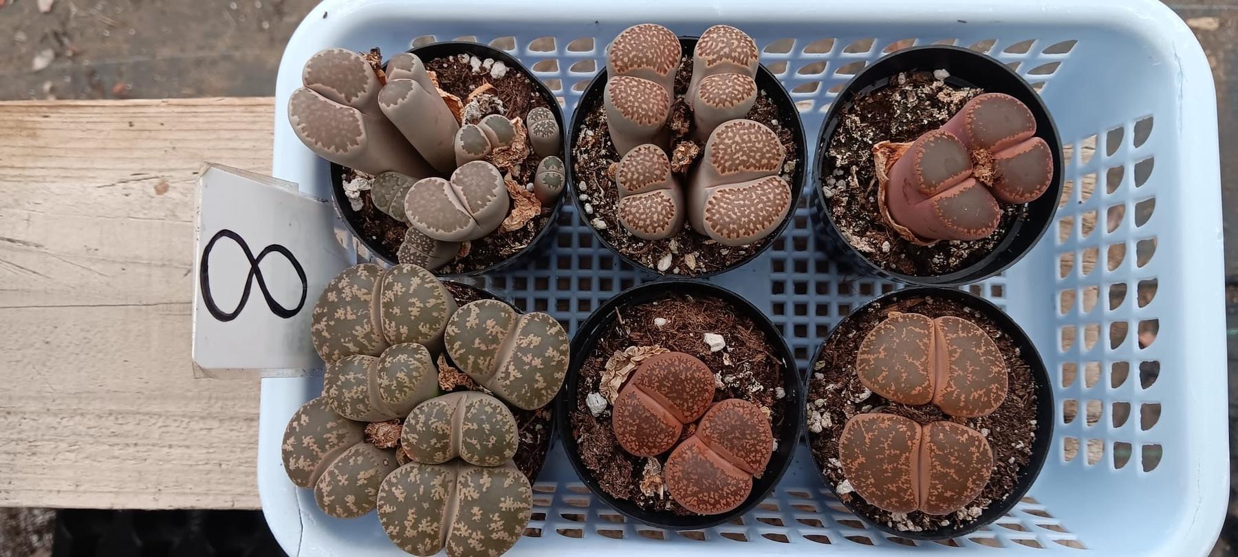Lithops Mesembs & Mimicry Succulents-Succulent - Small-The Succulent Source