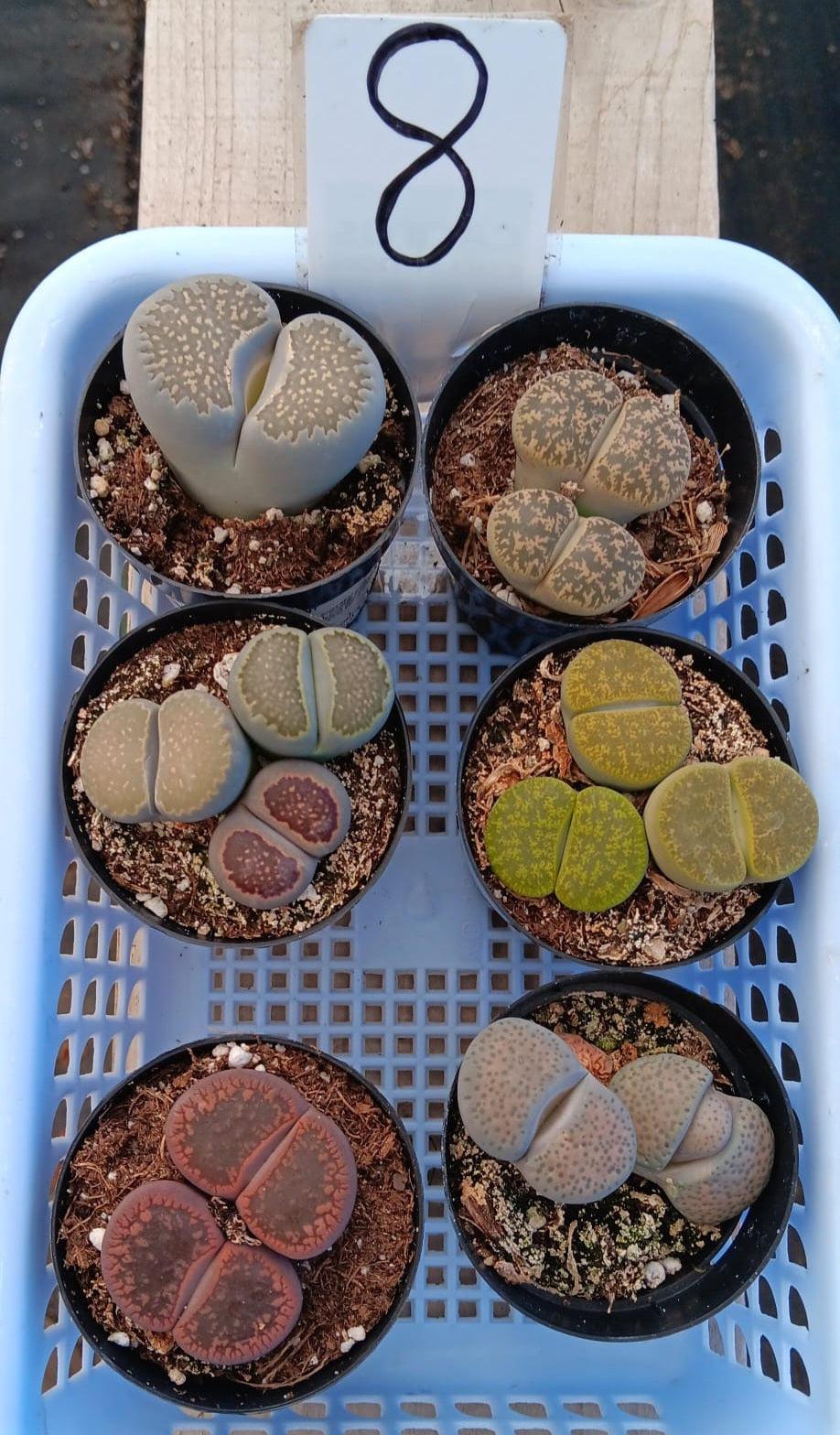 Lithops Mesembs & Mimicry Succulents-Succulent - Small-The Succulent Source