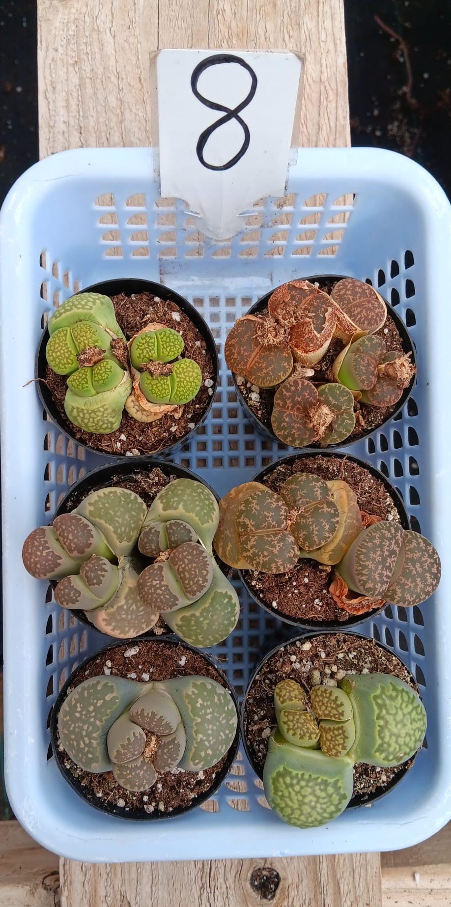 Lithops Mesembs & Mimicry Succulents-Succulent - Small-The Succulent Source