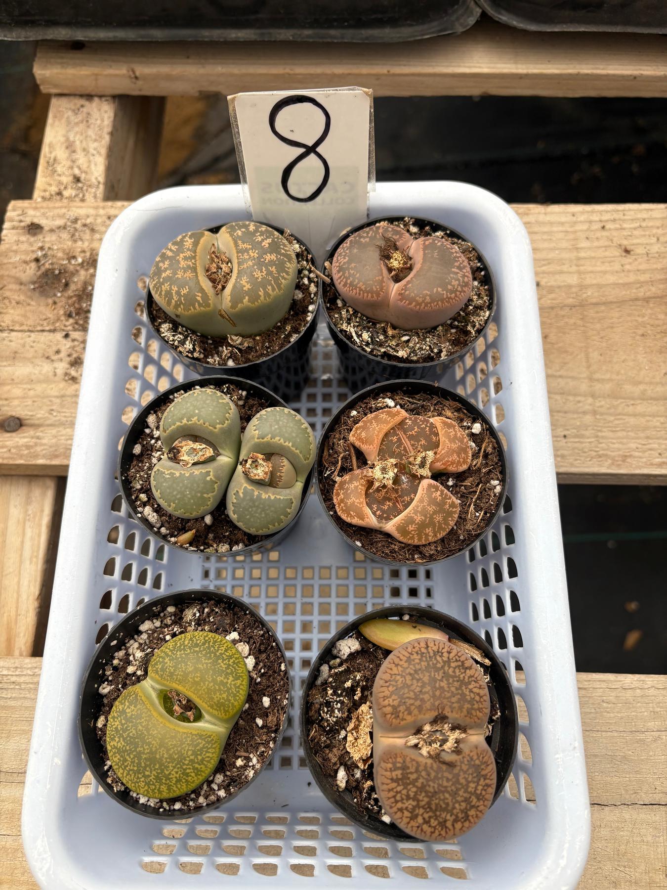 Lithops Mesembs & Mimicry Succulents-Succulent - Small-The Succulent Source