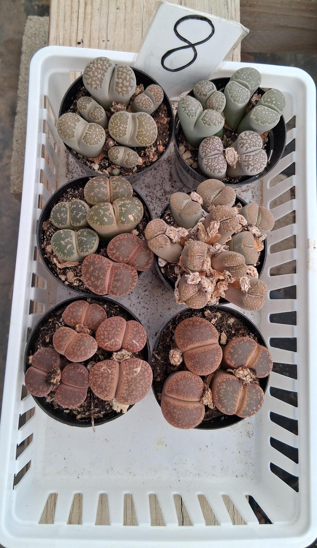 Lithops Mesembs & Mimicry Succulents-Succulent - Small-The Succulent Source