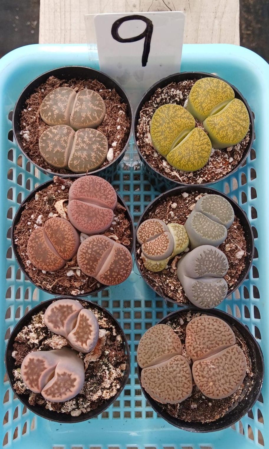 Lithops Mesembs & Mimicry Succulents-Succulent - Small-The Succulent Source