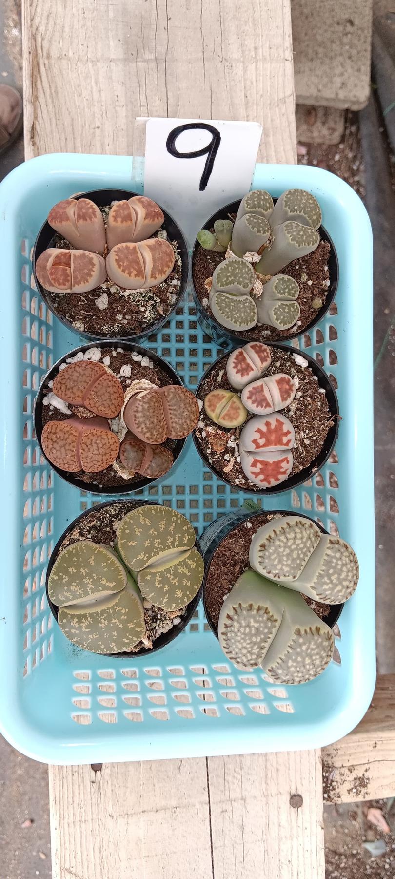 Lithops Mesembs & Mimicry Succulents-Succulent - Small-The Succulent Source