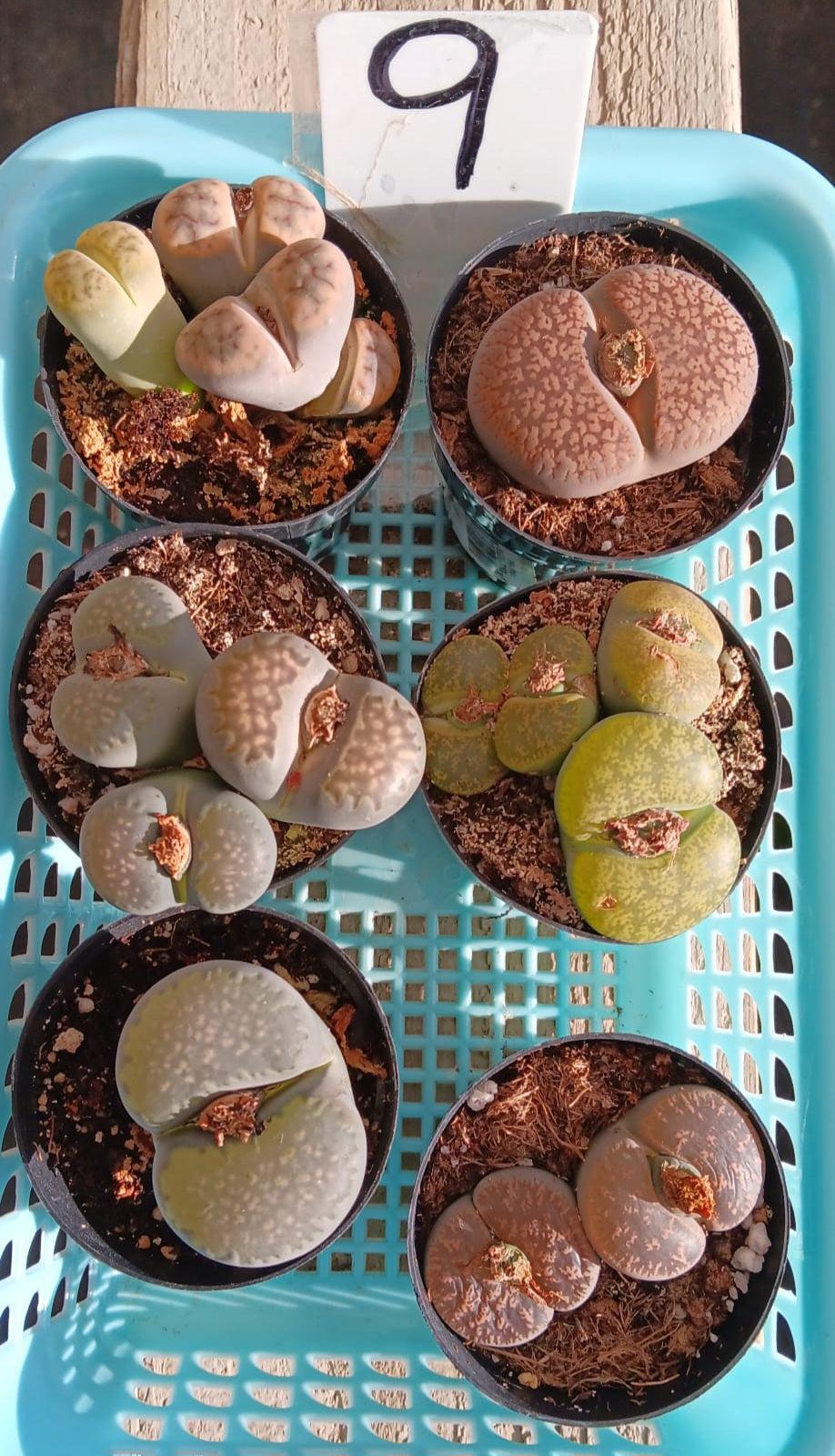 Lithops Mesembs & Mimicry Succulents-Succulent - Small-The Succulent Source