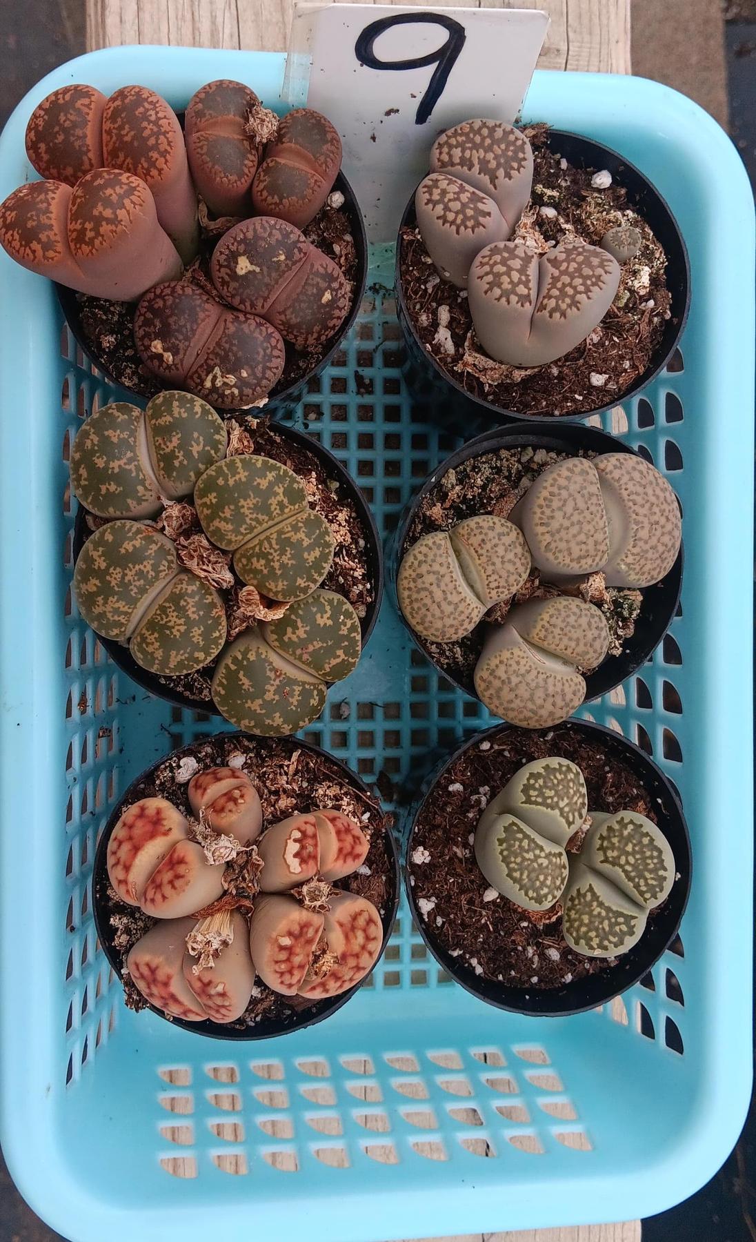 Lithops Mesembs & Mimicry Succulents-Succulent - Small-The Succulent Source