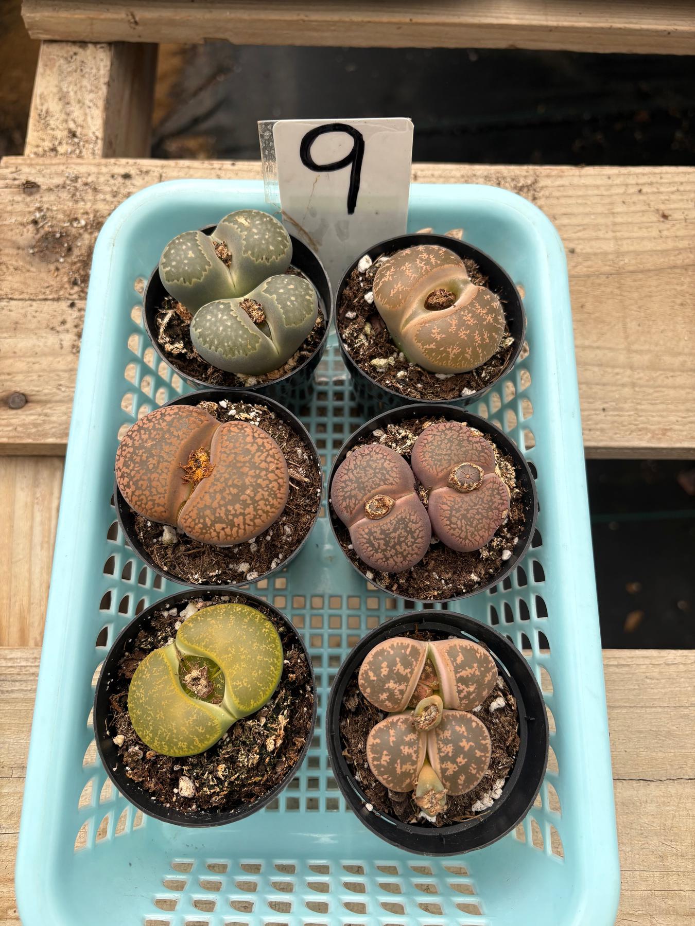 Lithops Mesembs & Mimicry Succulents-Succulent - Small-The Succulent Source