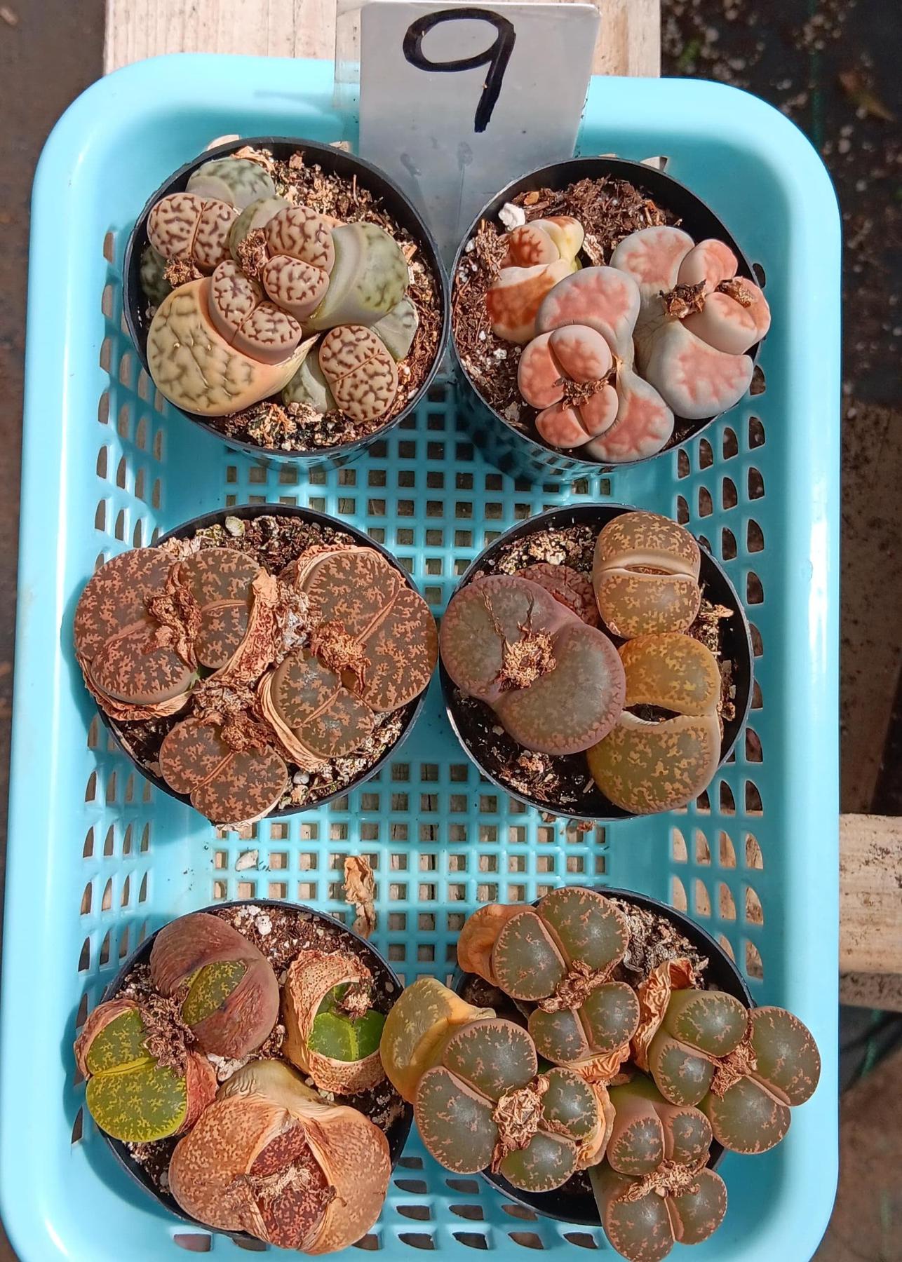 Lithops Mesembs & Mimicry Succulents-Succulent - Small-The Succulent Source