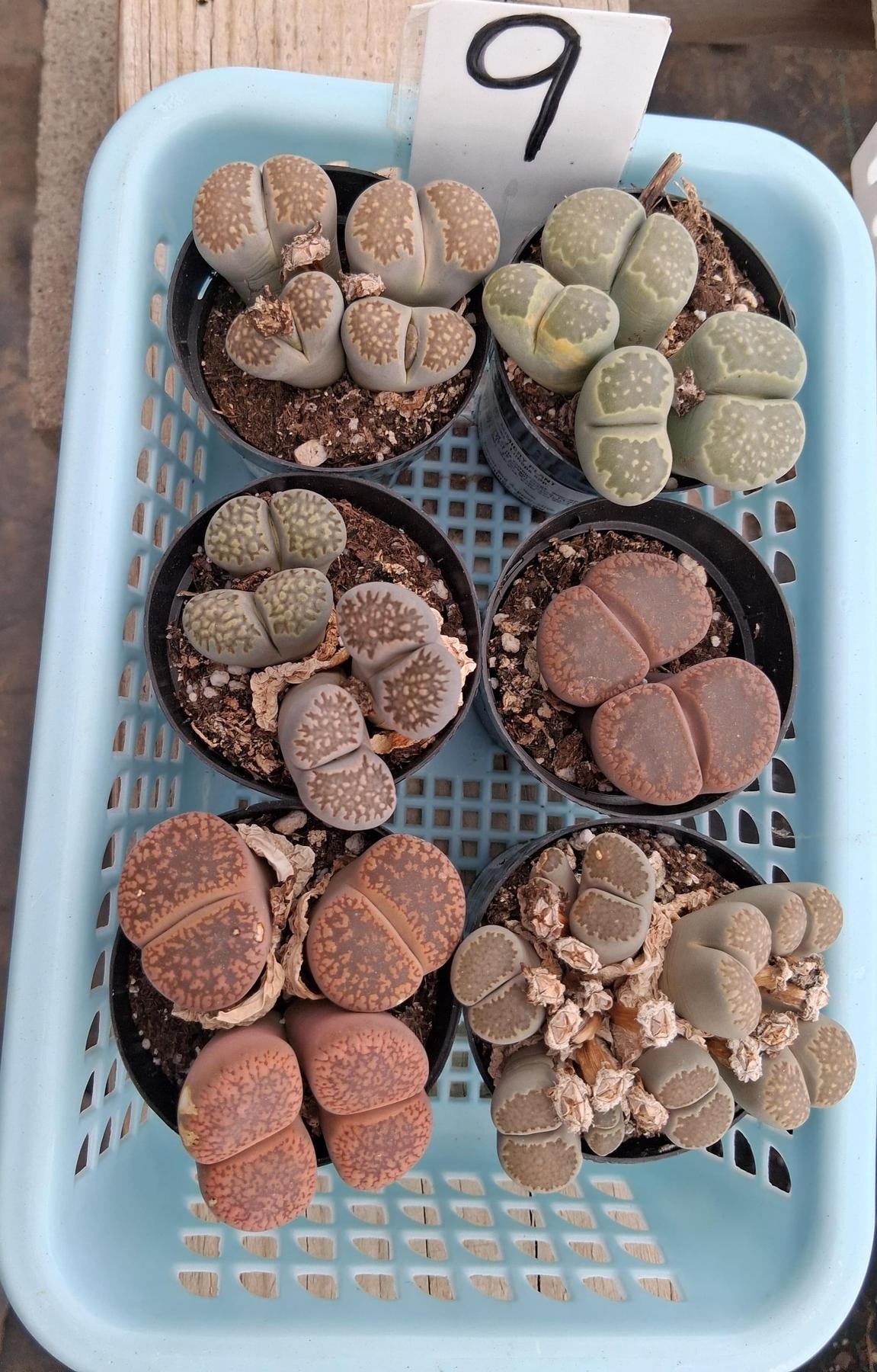 Lithops Mesembs & Mimicry Succulents-Succulent - Small-The Succulent Source