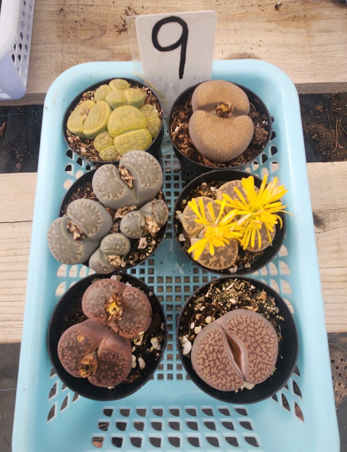 Lithops Mesembs & Mimicry Succulents-Succulent - Small-The Succulent Source