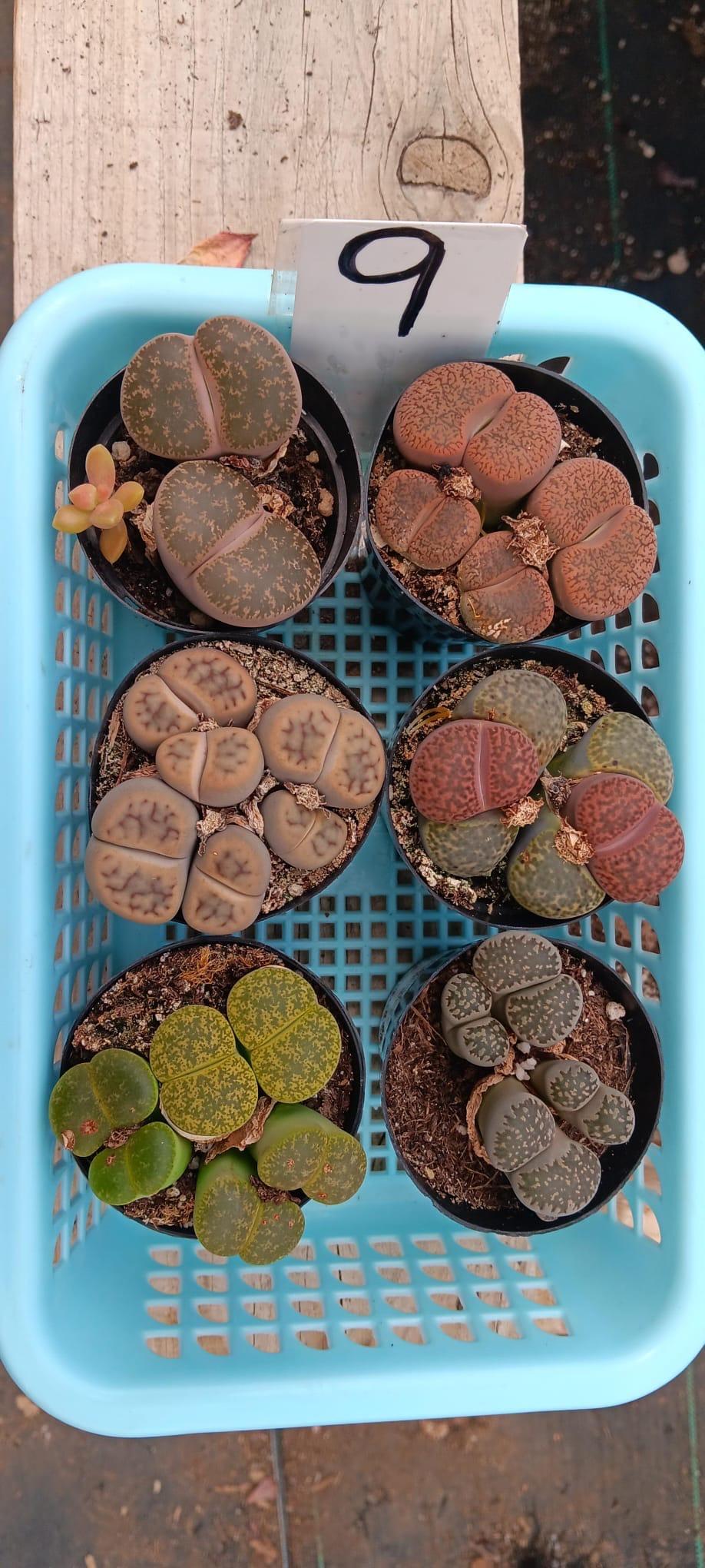 Lithops Mesembs & Mimicry Succulents-Succulent - Small-The Succulent Source