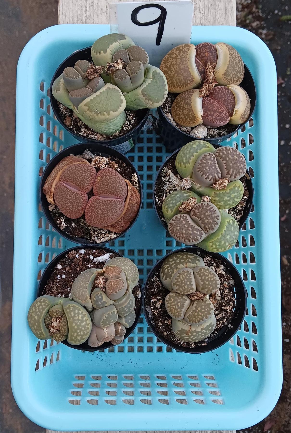Lithops Mesembs & Mimicry Succulents-Succulent - Small-The Succulent Source