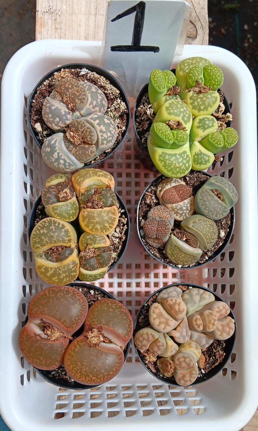 Lithops Mesembs & Mimicry Succulents-Succulent - Small-The Succulent Source
