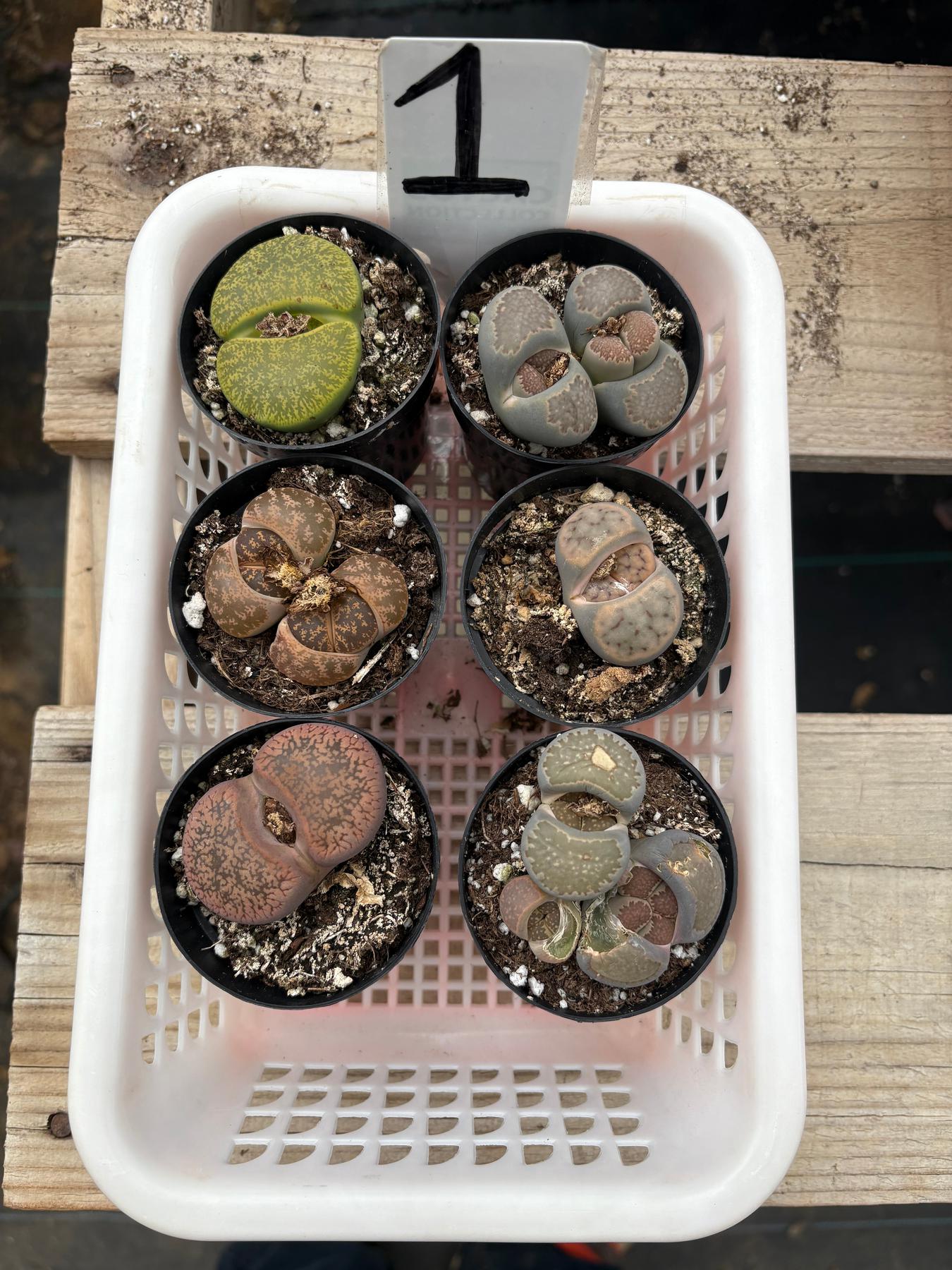 Lithops Mesembs & Mimicry Succulents-Succulent - Small-The Succulent Source