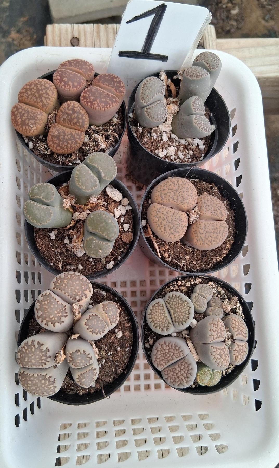 Lithops Mesembs & Mimicry Succulents-Succulent - Small-The Succulent Source