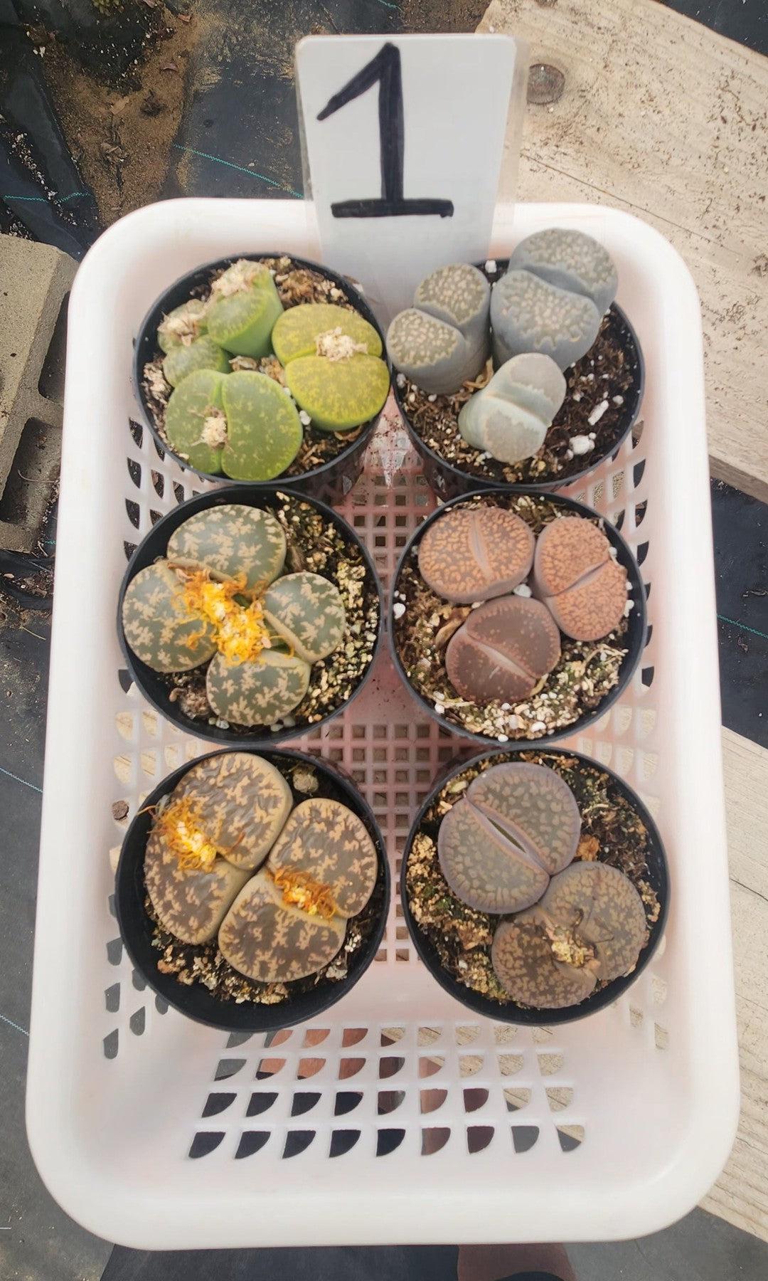 Lithops Mesembs & Mimicry Succulents-Succulent - Small-The Succulent Source