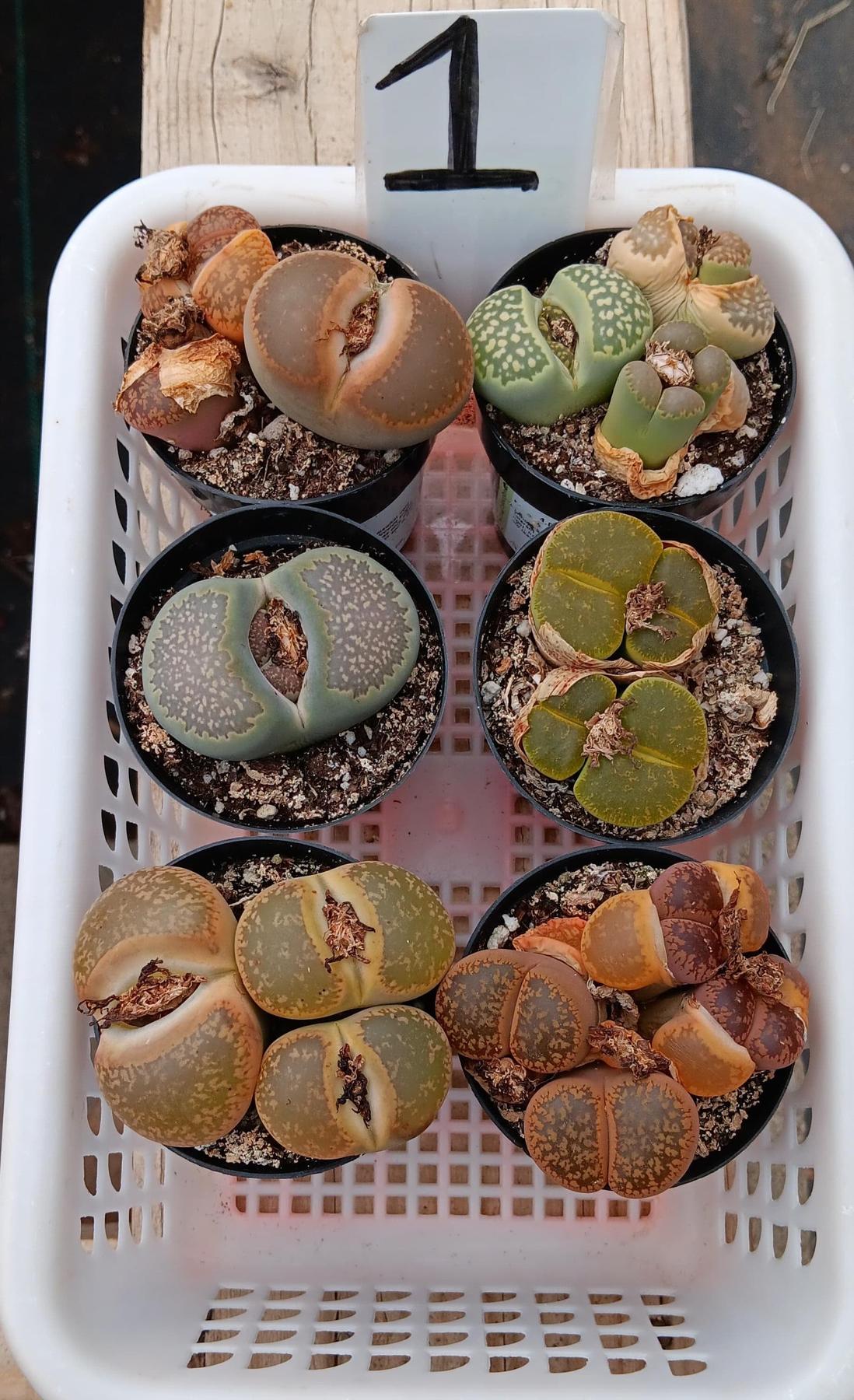 Lithops Mesembs & Mimicry Succulents-Succulent - Small-The Succulent Source