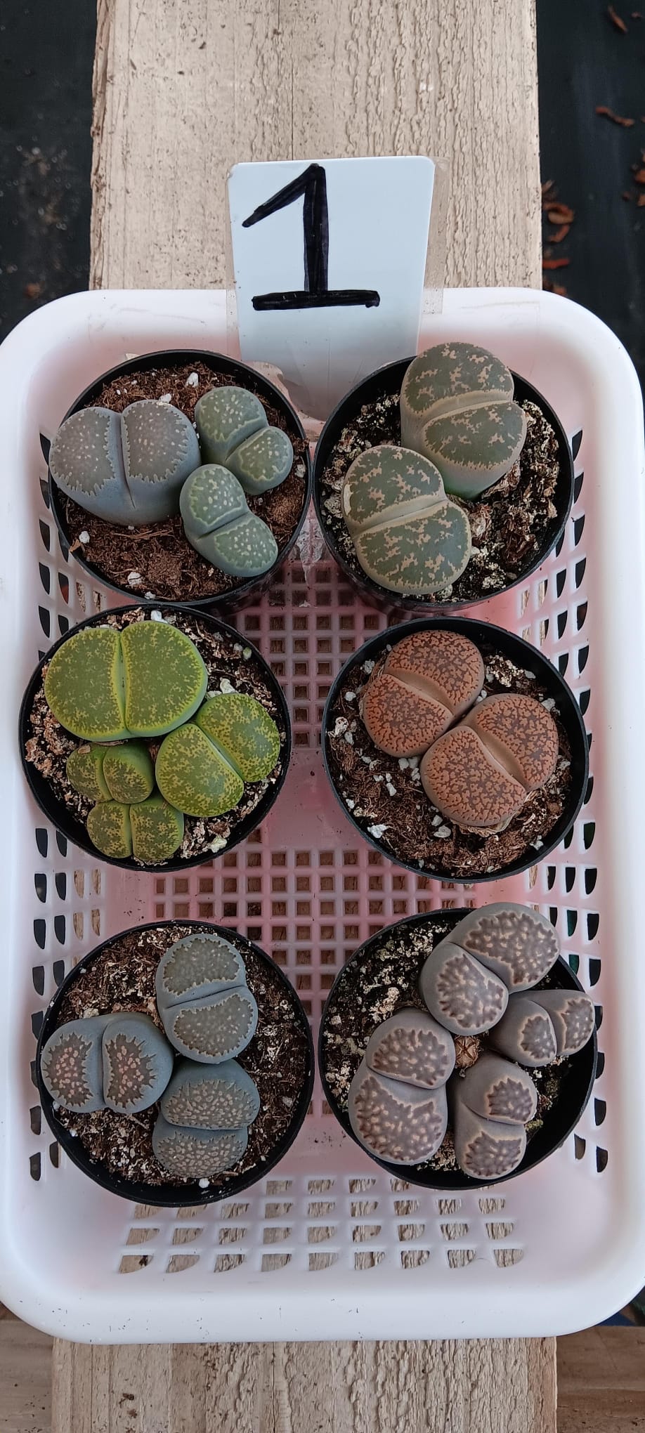 Lithops Mesembs & Mimicry Succulents-Succulent - Small-The Succulent Source