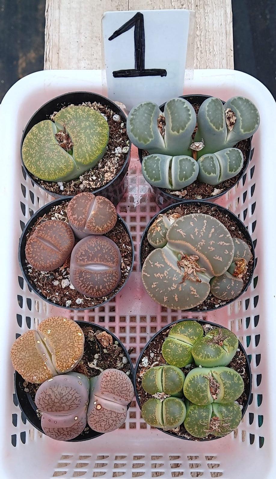 Lithops Mesembs & Mimicry Succulents-Succulent - Small-The Succulent Source