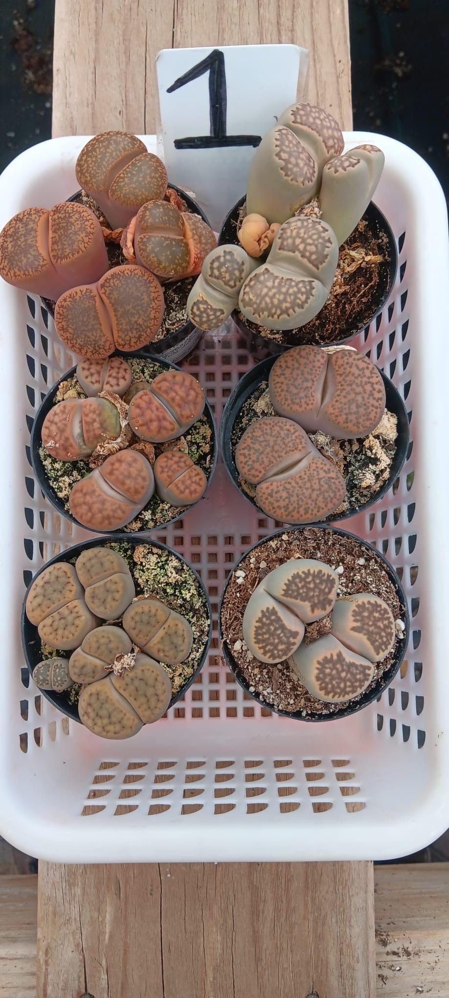 Lithops Mesembs & Mimicry Succulents-Succulent - Small-The Succulent Source