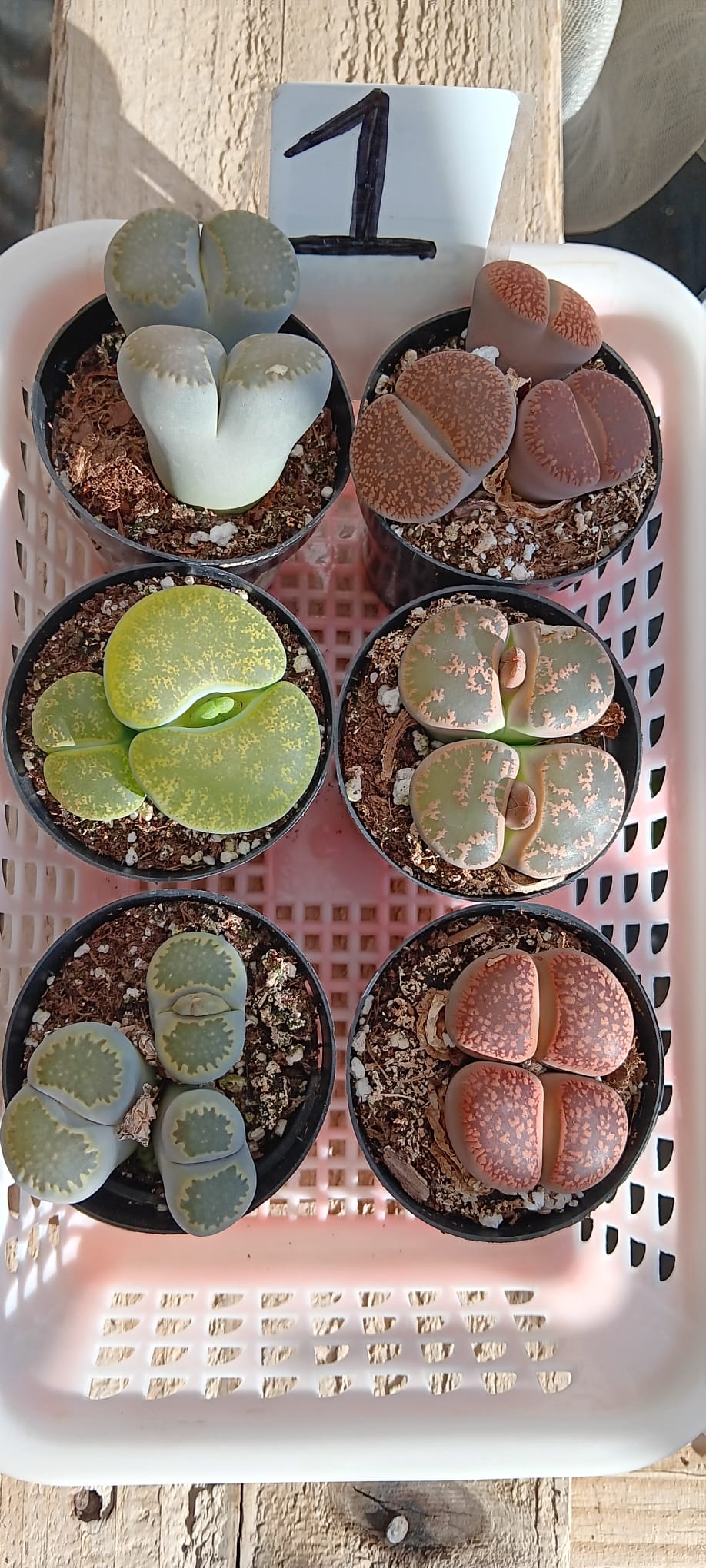 Lithops Mesembs & Mimicry Succulents-Succulent - Small-The Succulent Source