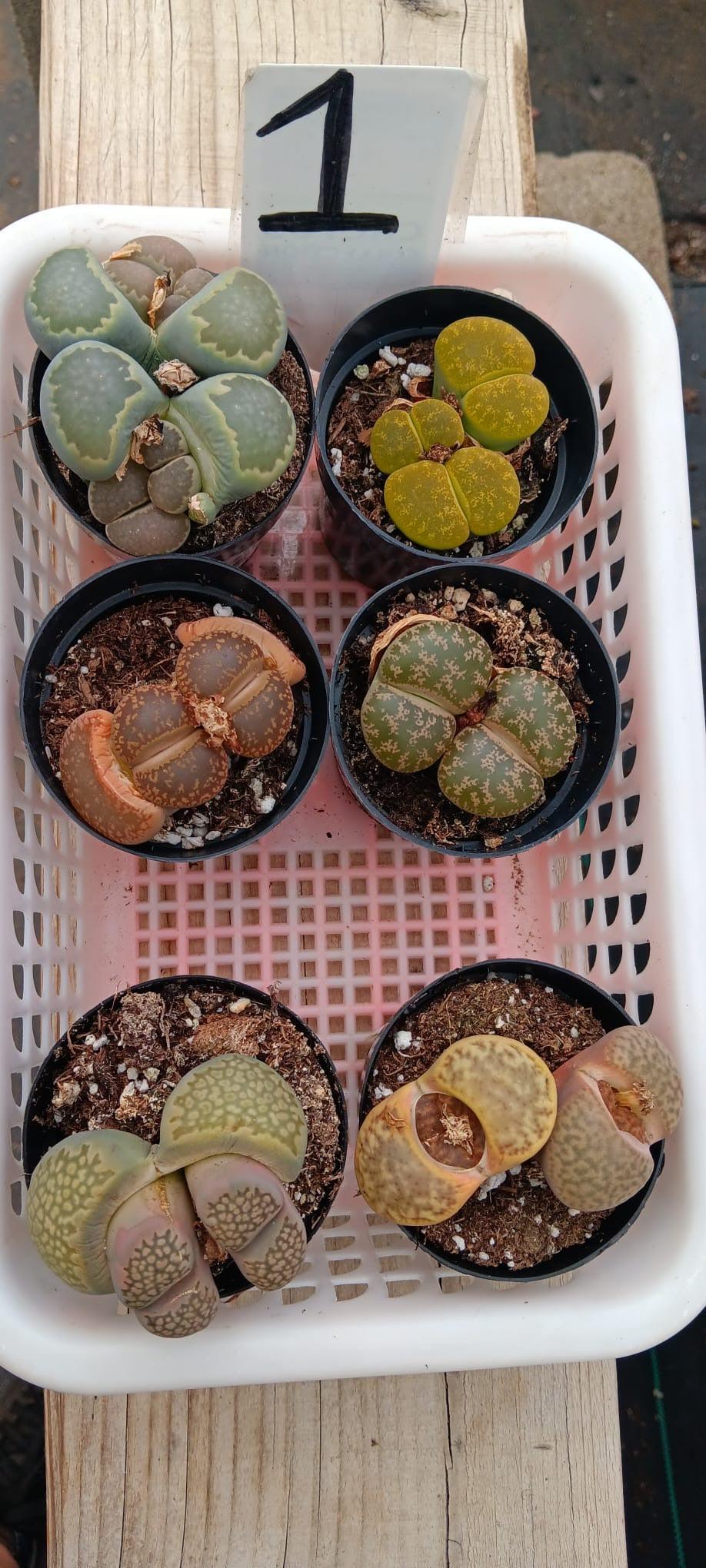 Lithops Mesembs & Mimicry Succulents-Succulent - Small-The Succulent Source