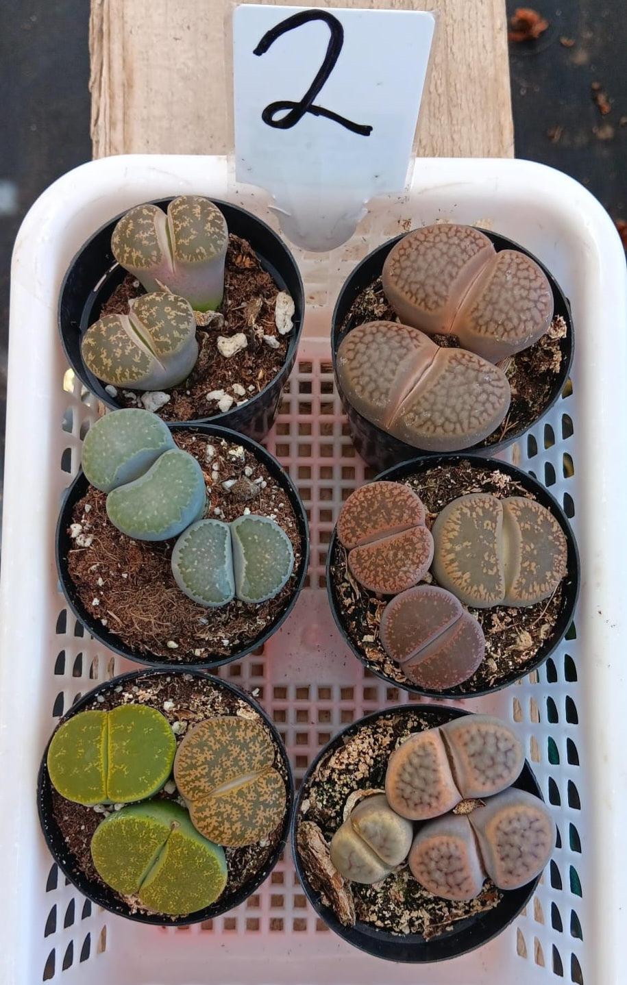 Lithops Mesembs & Mimicry Succulents-Succulent - Small-The Succulent Source