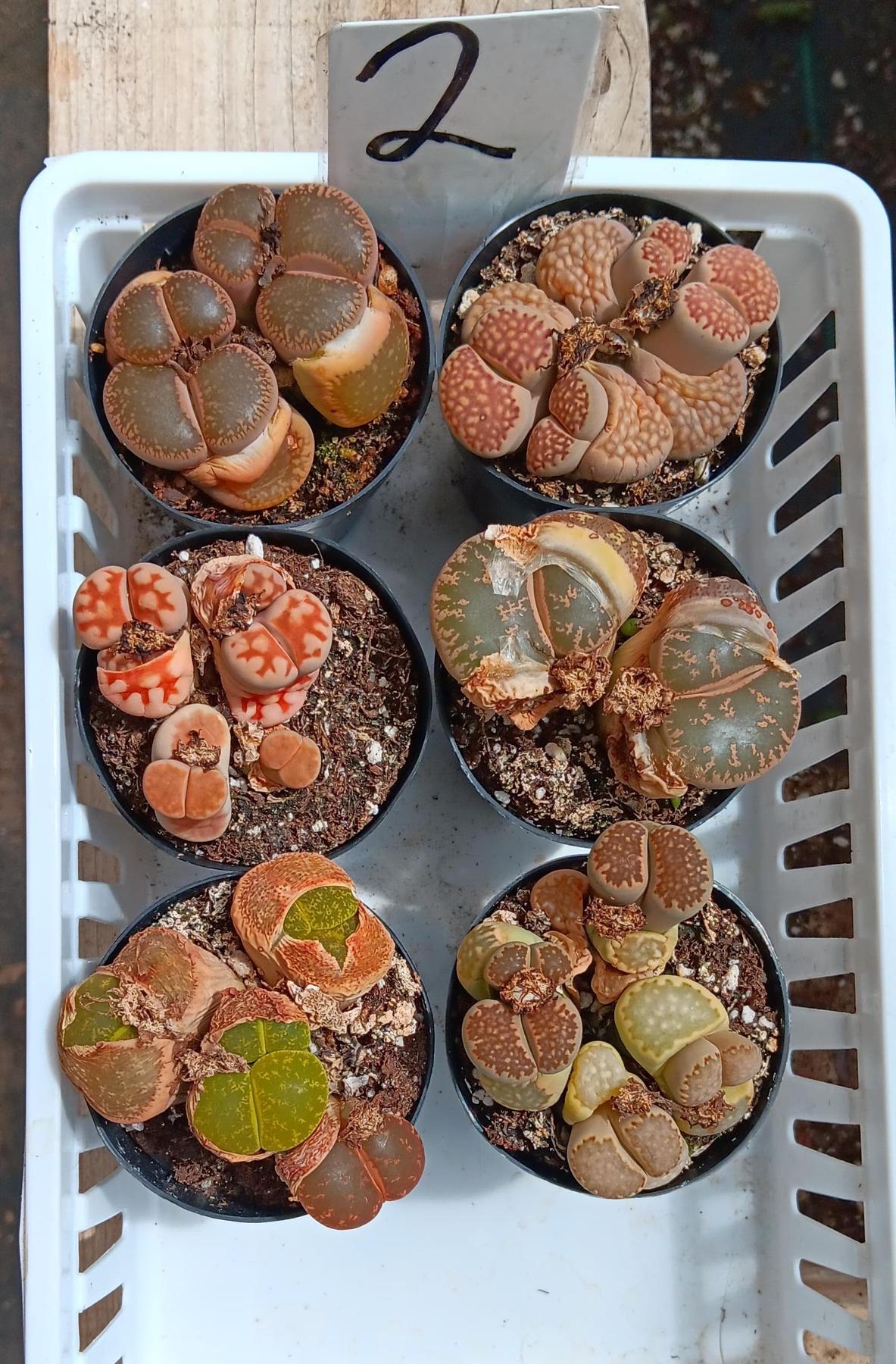 Lithops Mesembs & Mimicry Succulents-Succulent - Small-The Succulent Source