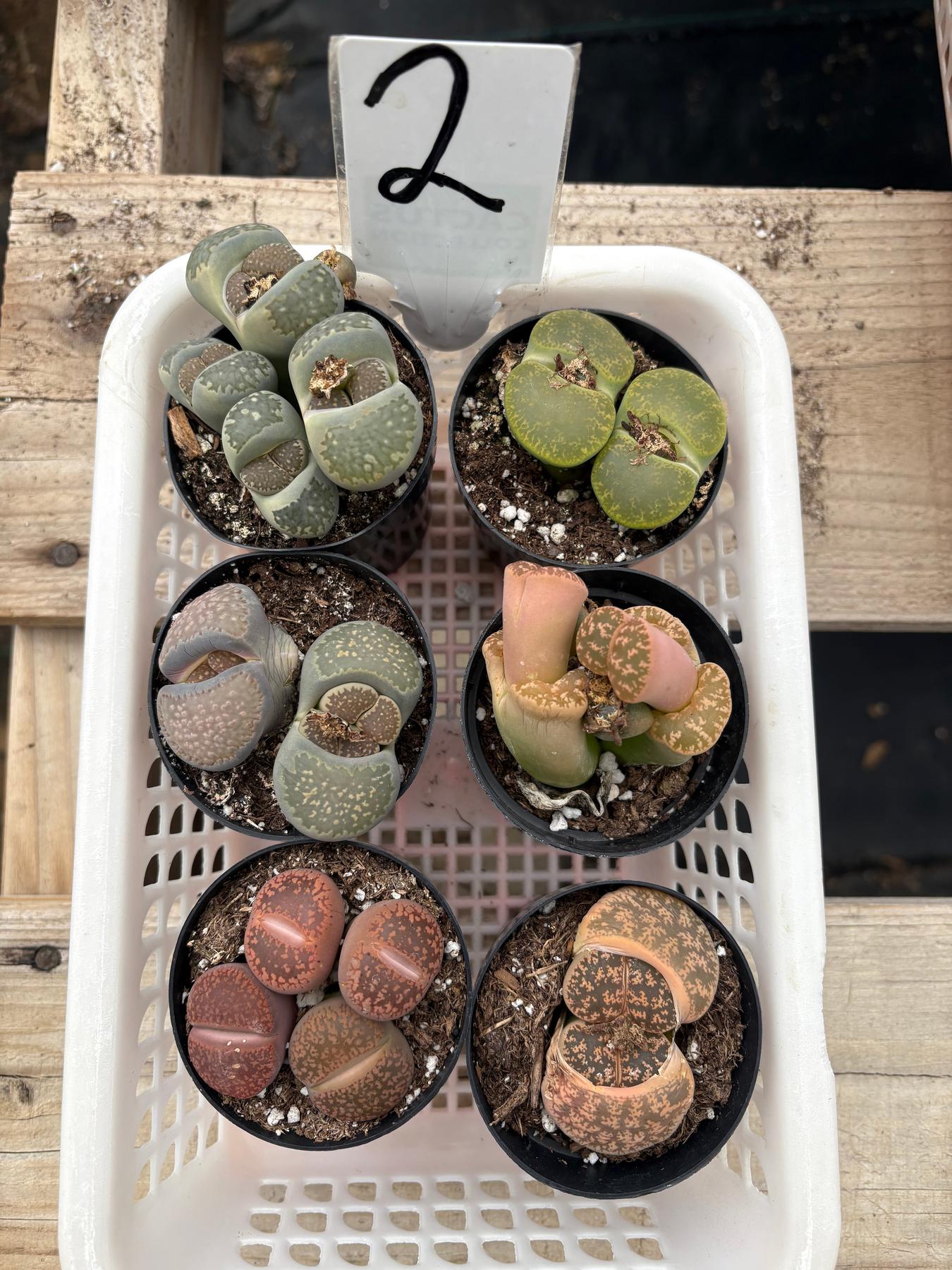 Lithops Mesembs & Mimicry Succulents-Succulent - Small-The Succulent Source