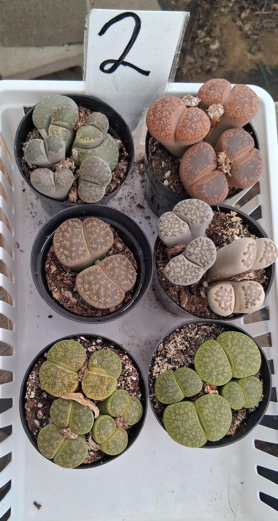 Lithops Mesembs & Mimicry Succulents-Succulent - Small-The Succulent Source