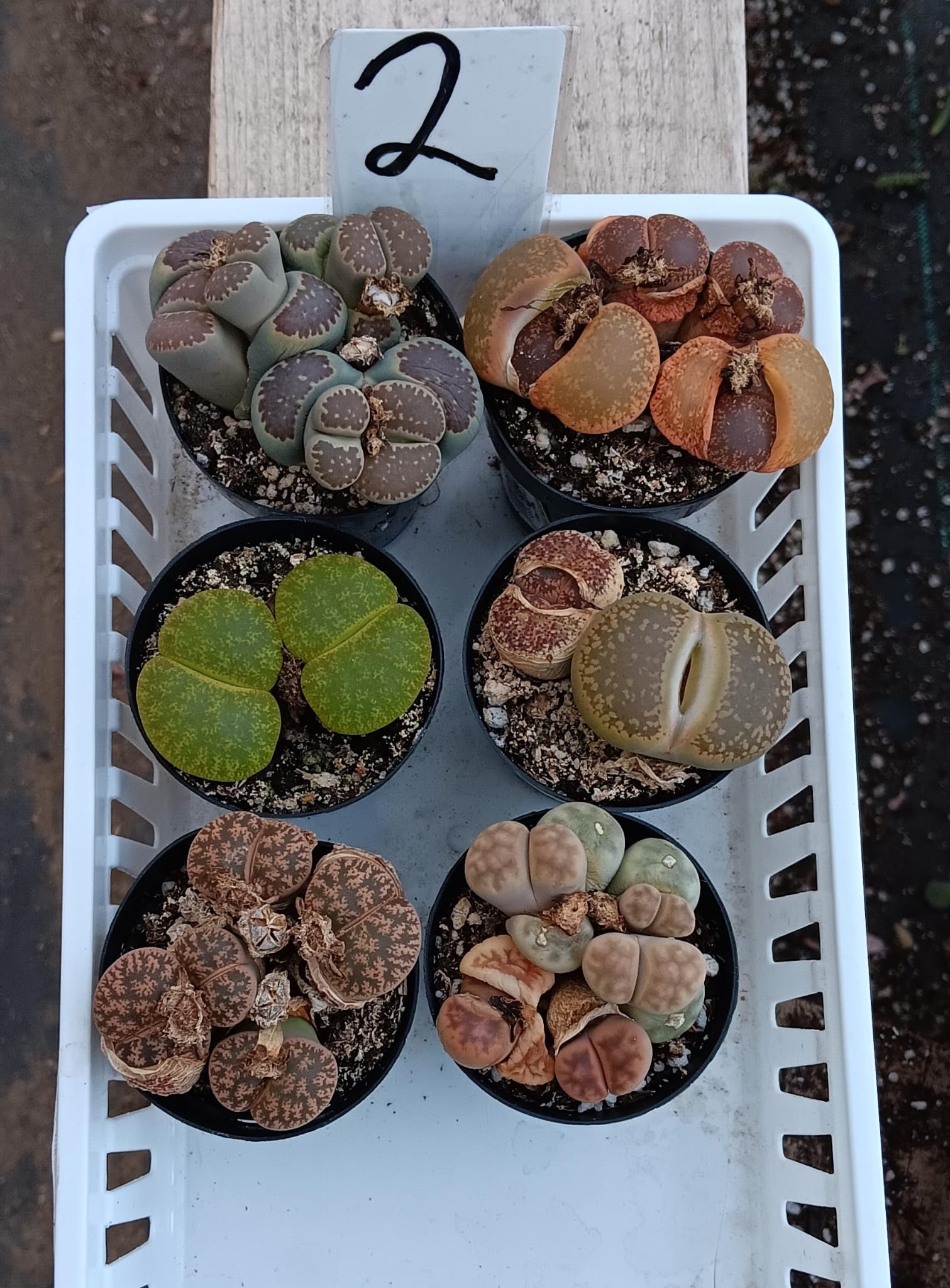 Lithops Mesembs & Mimicry Succulents-Succulent - Small-The Succulent Source