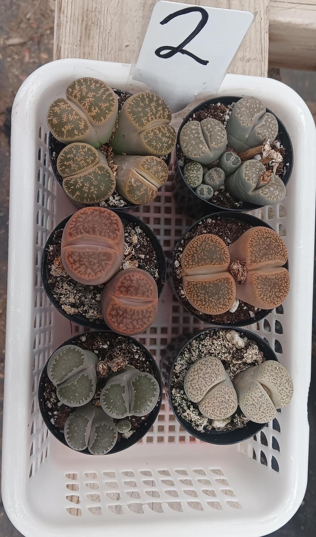 Lithops Mesembs & Mimicry Succulents-Succulent - Small-The Succulent Source
